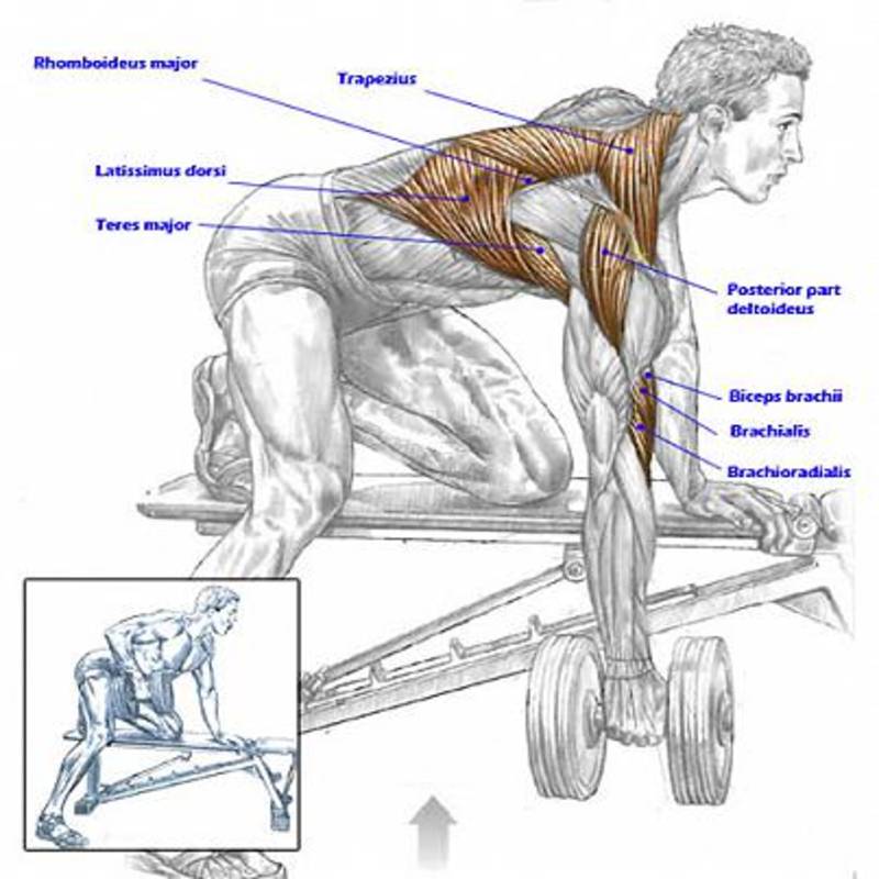 Как прокачать спину в домашних условиях. Упражнения на спину. Упражнения для мышц спины. Силовые упражнения для спины. Упражнения для качания мышц спины.